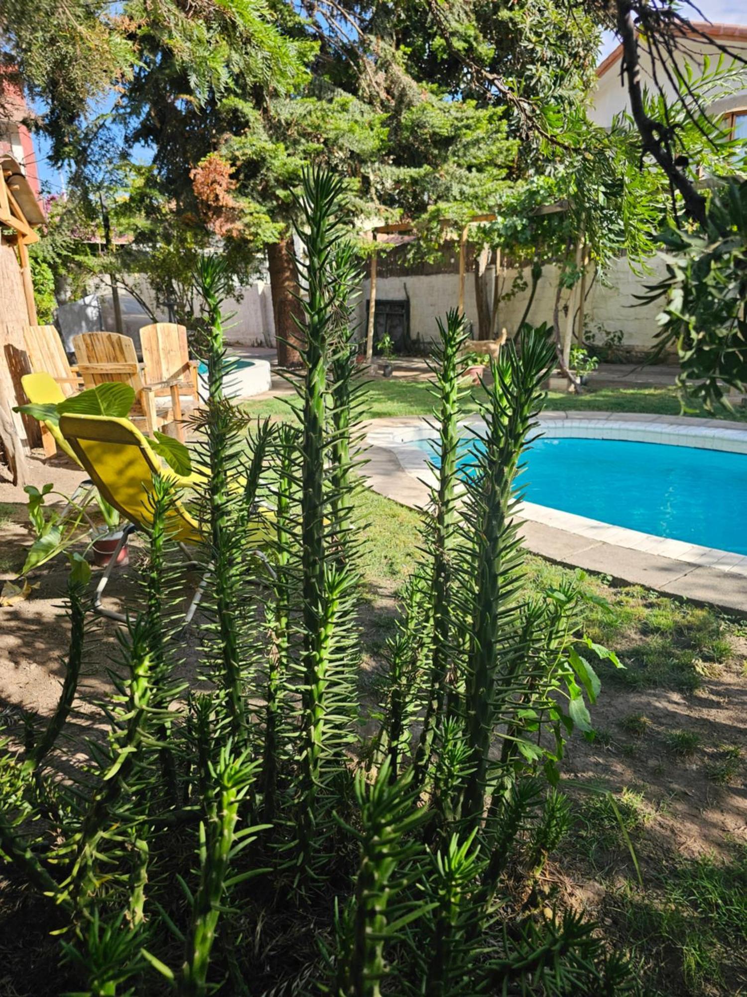 La Araucaria Cabana Con Tinaja San Felipe Ngoại thất bức ảnh